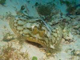 Yellow Stingray IMG 4894